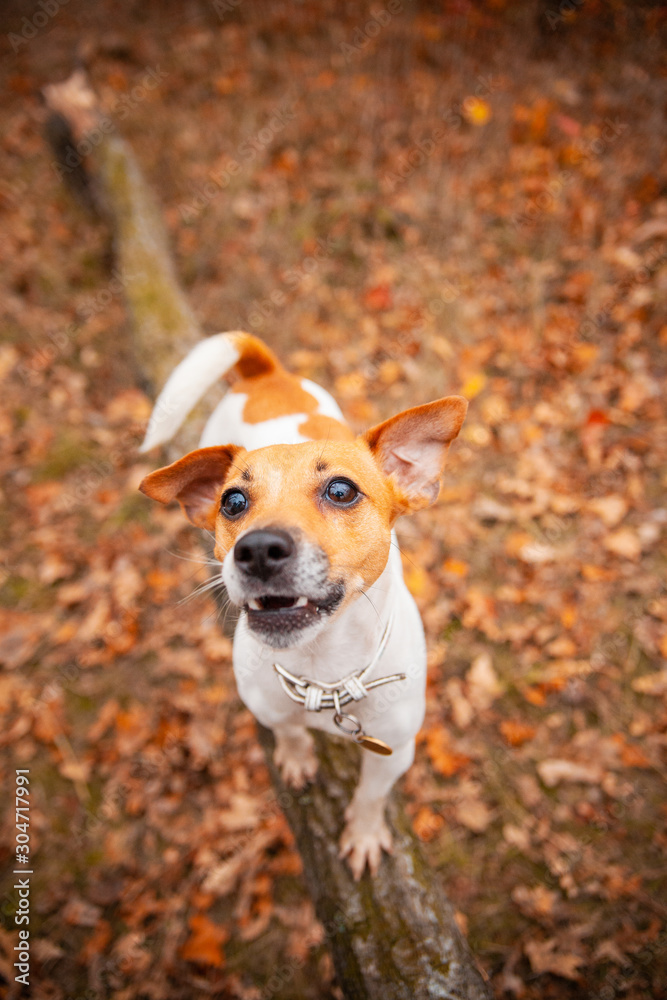 Dog breed Jack Russell Terrier stands on a log in the park in autumn