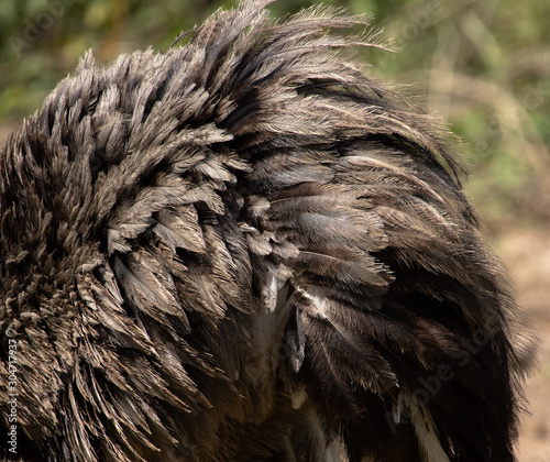 Greater Rhea (Rhea americana) feathers texture. Pantanal, Brazil.