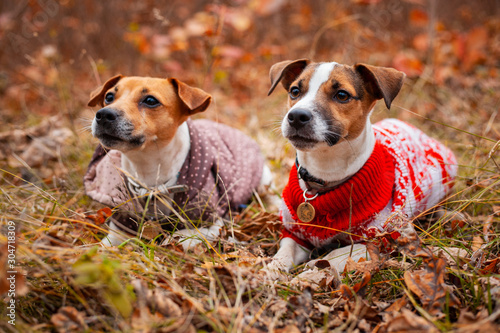 Two Jack Russell Terrier dogs in clothes on the lawn in the autumn forest