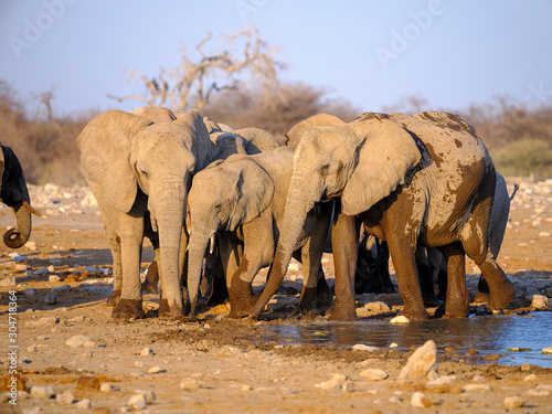 Elephants at waterhole - Etosha National Park - Namibia