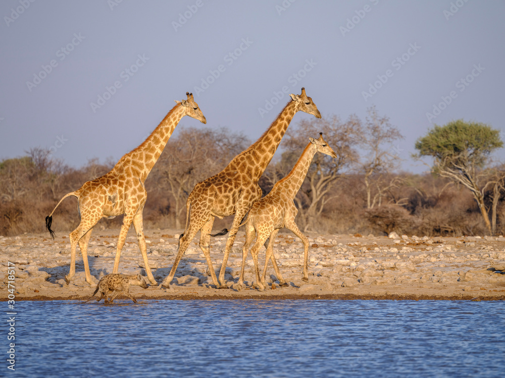 Obraz premium Giraffes at waterhole - Etosha National Park - Namibia