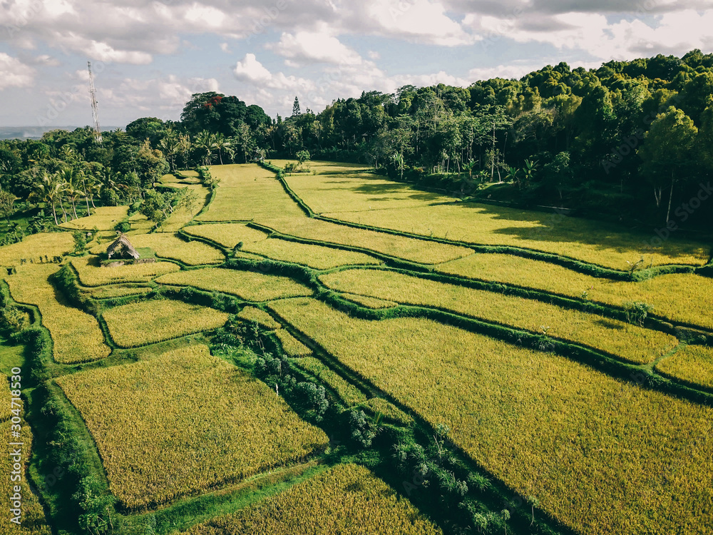A drone shot of long stretching rice fields in Tetebatu, Lombok, Indonesia. There is a bamboo hut in the middle of the field. Endless rice paddies are separated with pathways. Forrest on the side.