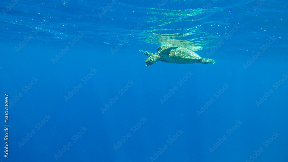 A turtle swimming peaceful above a coral reef next to the shore of Gili Air, Lombok Indonesia. Beautiful and crystal clear water. Peaceful movement of a marine animal. Natural habitat of wild turtles