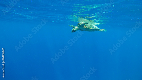 A turtle swimming peaceful above a coral reef next to the shore of Gili Air, Lombok Indonesia. Beautiful and crystal clear water. Peaceful movement of a marine animal. Natural habitat of wild turtles
