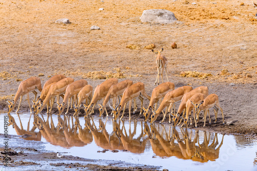 Photography Wildlife - Etosha National Park - Namibia