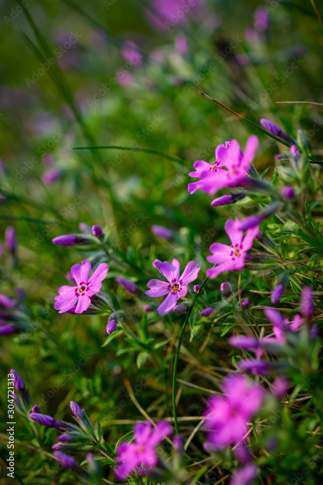 Phlox douglasii, common name tufted phlox or Columbia phlox, a species of perennial herb. Phlox douglasii, common name tufted phlox or Columbia phlox, a species of perennial herb.