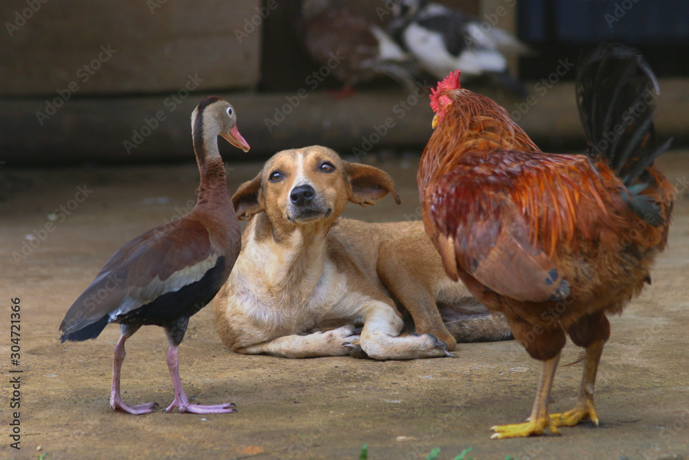 Fototapeta premium Dog fears chicken and duck