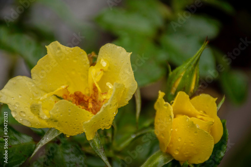 rain drops on yellow flower