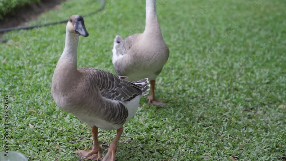 African goose standing still. Despite the name the African goose most likely originated in China. African goose standing still. Despite the name the African goose most likely originated in China.