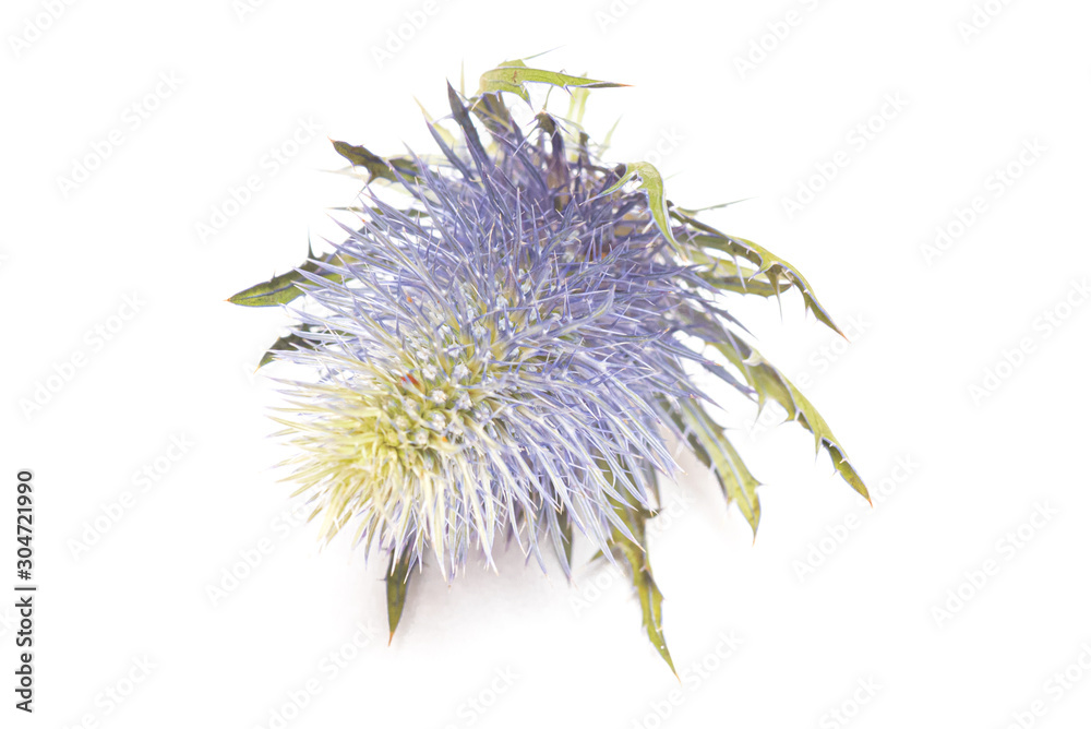 Feverweed flower head isolated on white background.