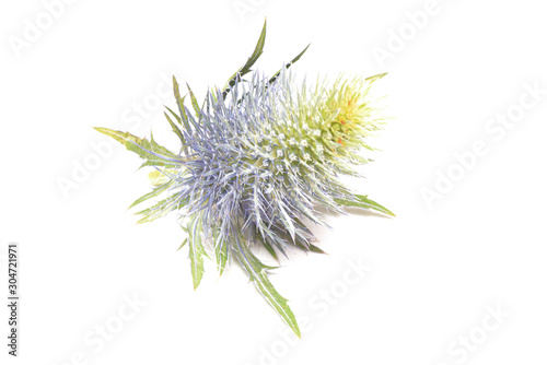 Feverweed flower head isolated on white background.
