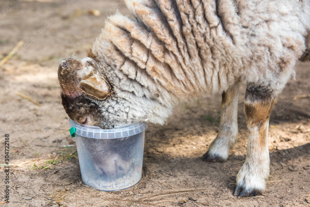 Obraz premium White sheep eats food from a bucket in a farmyard