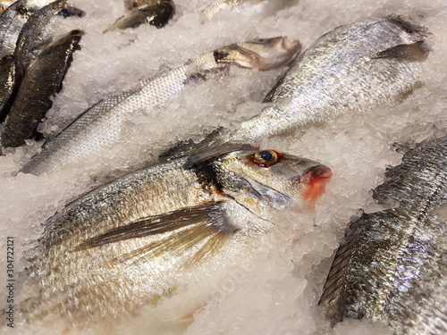 Raw Cupra fish close up, fish market showcase. Fresh raw fish in the ice.