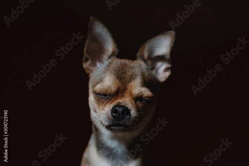 Chihuahua dog on a brown and red background, behind a flower © Лана Е