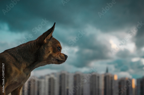 Chihuahua dog looks out the window at the cityscape