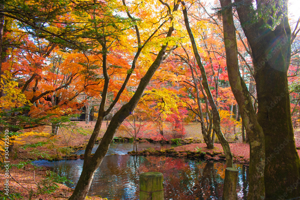 紅葉と池 紅葉と池