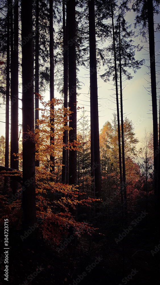 Herbst im Odenwald