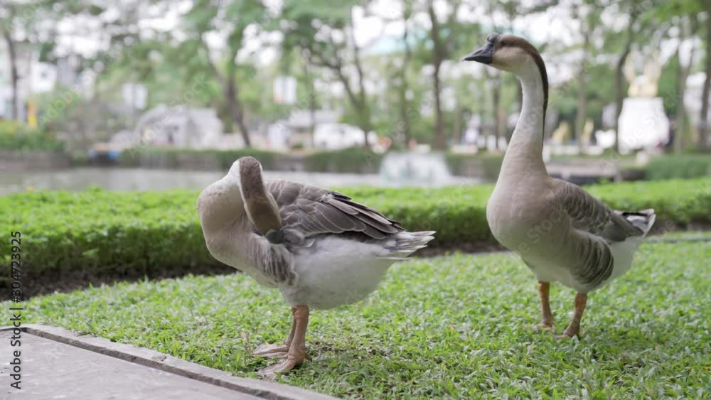 African goose preening. Despite the name the African goose most likely originated in China. African goose preening. Despite the name the African goose most likely originated in China.