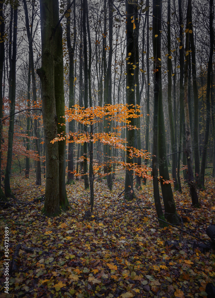 Young beech with red golden autumn leaves between dark trunks of the older trees, forest landscape on a hazy November day in northern Germany