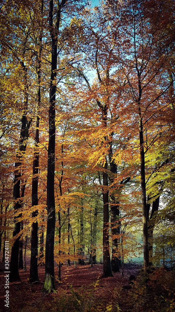 Fototapeta premium Herbst im Odenwald