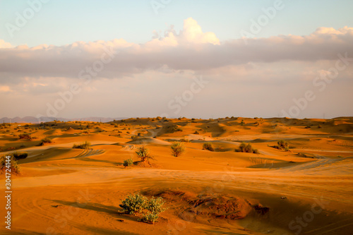 ein Stück Wüste mit Dünen und einzelnen Sträuchern in der Abendsonne