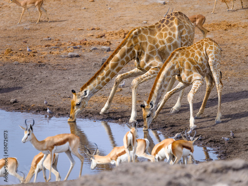 Giraffes at waterhole - Etosha National Park - Namibia