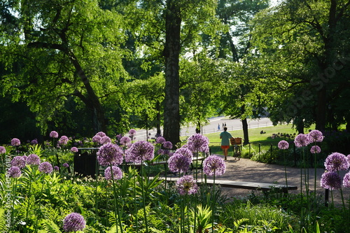 The Royal Palace Park aka Slottsparken in Oslo, Norway during summer. photo