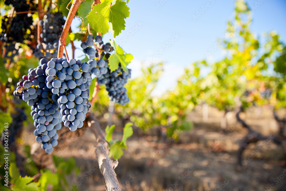 Grappe de raisin noir dans les vignes en France