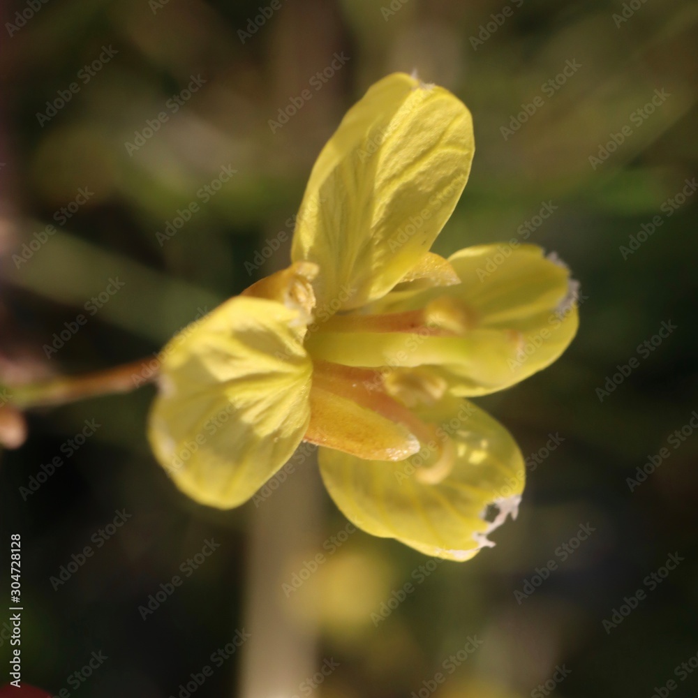 closeup of yellow flower closeup of yellow flower