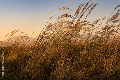 Tall grass swaying on the wind