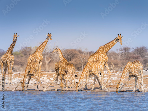 Photography Giraffes at waterhole - Etosha National Park - Namibia