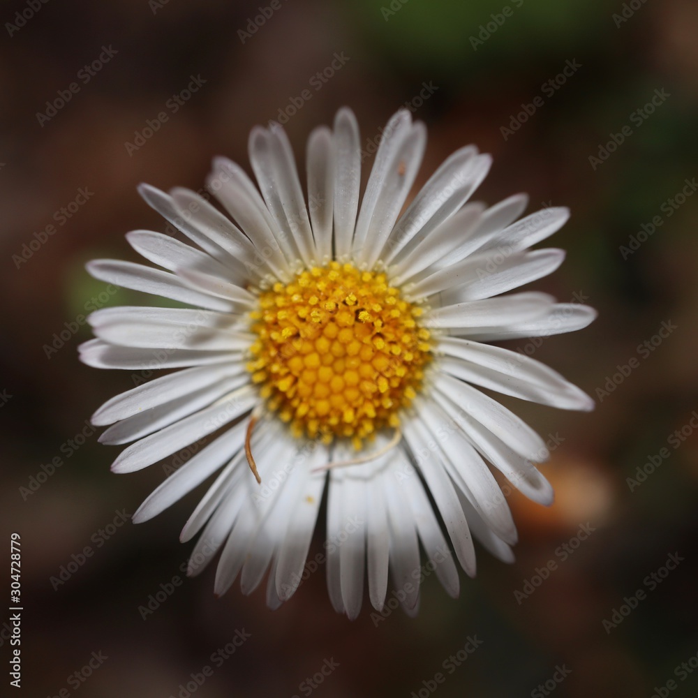Obraz premium daisy on black background
