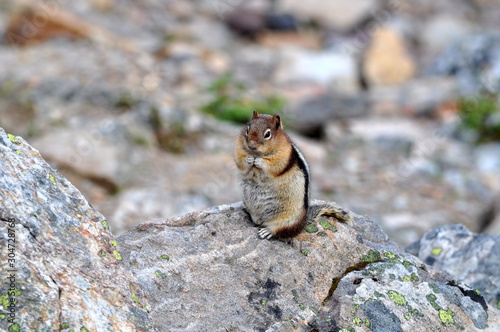 Streifenhörnchen putzt sich auf einem Felsen in den Bergen Kanadas