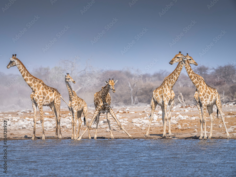 Obraz premium Giraffes at waterhole - Etosha National Park - Namibia