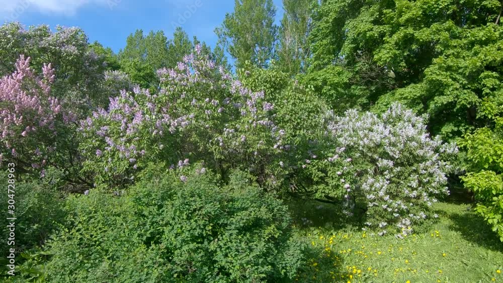 Lilac garden in Moscow Lilac garden in Moscow