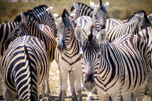 Fototapeta Naklejka Na Ścianę i Meble -  Zebras in Etosha National Park - Namibia