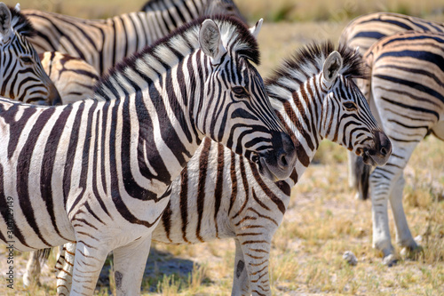 Zebras in Etosha National Park - Namibia
