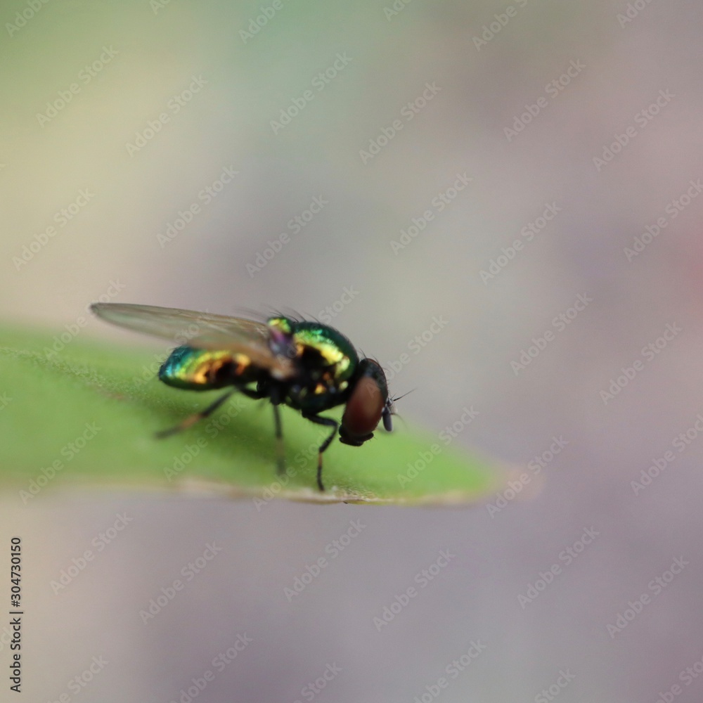 fly on leaf