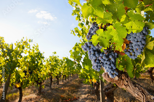 Raisin noir en grappe sous le soleil d'un vignoble Français.