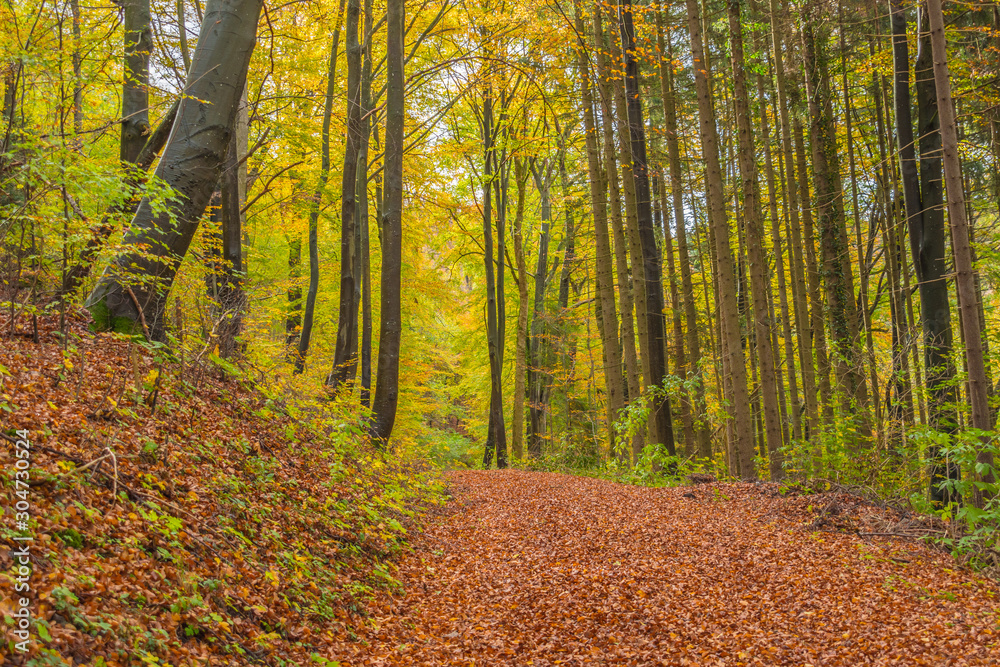 Beautiful autumnal forest path..Autumn time with beautiful colored leaves