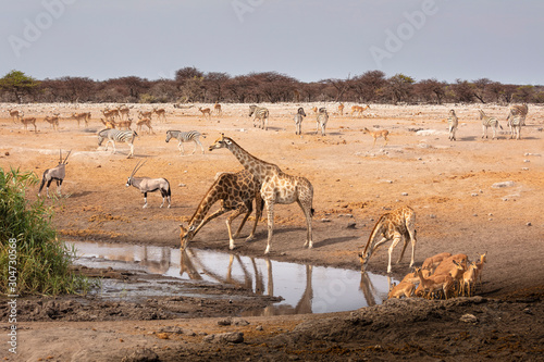 Wildlife - Etosha National Park - Namibia