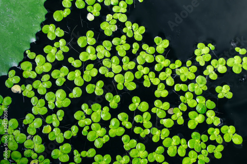 Common Duckweed, Duckweed, Lesser Duckweed, Natural Green Duckweed (Lemna perpusilla Torrey) on The water for background or texture. close up Green leaf aquatic plant on a water background. photo