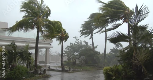 Palm Trees Thrash In Powerful Hurricane Wind As Storm Makes Landfall - Noul photo