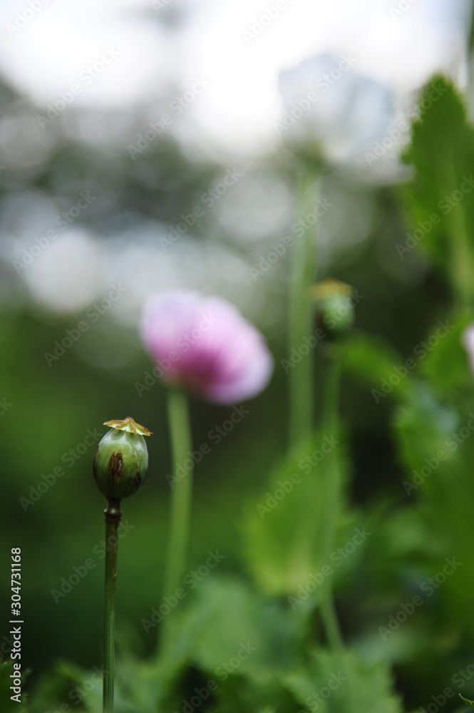 opium poppy flower was planted for the show in Hmong tribal village in a valley of Doi Pui to Doi Suthep National Park Chiang Mai Thailand. In the past hill tribe people have been occupied with opium opium poppy flower was planted for the show in Hmong tribal village in a valley of Doi Pui to Doi Suthep National Park Chiang Mai Thailand. In the past hill tribe people have been occupied with opium