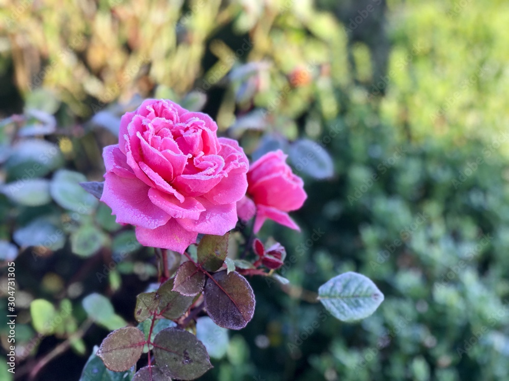 A pink rose with frosted petals