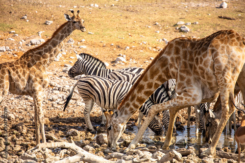 Photography Giraffes at waterhole - Etosha National Park - Namibia