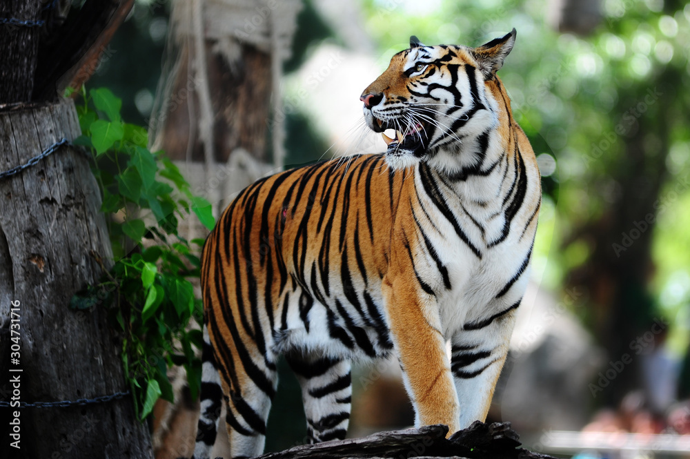 Siberian tiger (Panthera tigris altaica), also known as the Amur tiger.  Stock Photo | Adobe Stock
