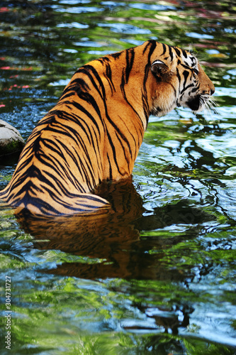 Siberian tiger (Panthera tigris altaica), also known as the Amur tiger.