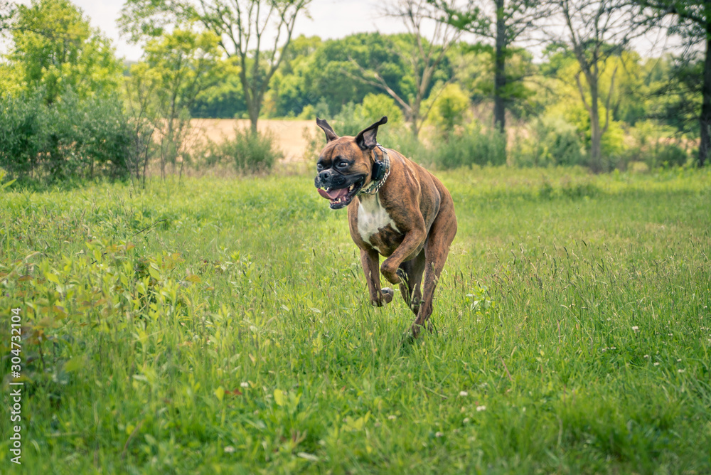 Boxer Running through Grass Boxer Running through Grass