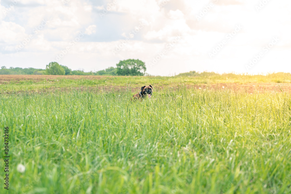 Boxer Dog Peaking Out of Grass